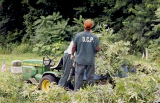 Crewmembers load branches into a tractor cart.  Poison ivy was a constant hazard.
