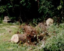 By afternoon only stumps remained where the two trees had fallen.